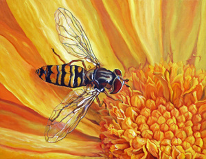 InsektenRausch - Insekten und Ihre Lebenswelt Konzeptidee